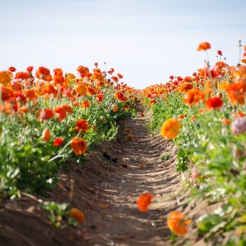 The Flower Fields - Looking down the row of orange ranunculus - Venues & Event Spaces Near Me - Carlsbad, California