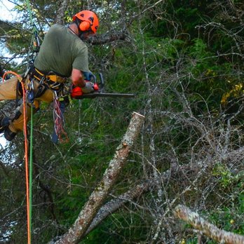 Blue Chip Tree Experts - Tree Services Near Me Blue Chip Tree Experts - Tree Services Near Me