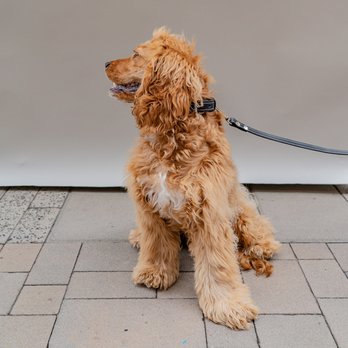 Petnah - Lux Leather Leash and Collar - Pet Stores Near Me - San Diego, California Petnah - Lux Leather Leash and Collar - Pet Stores Near Me - San Diego, California
