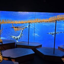 Oregon Museum of Science and Industry - Mosasaurus skeleton