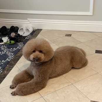 Mishka Grooming - Pet Groomers Near Me - Beverly Hills, California Mishka Grooming - Pet Groomers Near Me - Beverly Hills, California