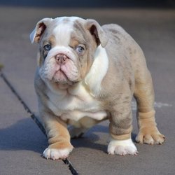 The Gentlemen Bulldogs - Drake is still available and very ready to go now.
