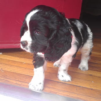 PetSmart - My beautiful Baby Girl Dakota, healthy and happy and ready to play with Dadda - Pet Stores Near Me - Alhambra, California PetSmart - My beautiful Baby Girl Dakota, healthy and happy and ready to play with Dadda - Pet Stores Near Me - Alhambra, California