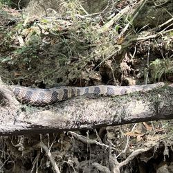 JK Adventure Guides - Non poisonous snake.