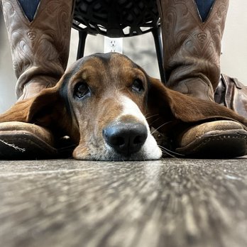 The PARC - The Patient. - Emergency Pet Hospital Near Me - Fort Worth, Texas The PARC - The Patient. - Emergency Pet Hospital Near Me - Fort Worth, Texas