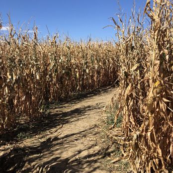 The Bartels Farm - Corn maze - Pumpkin Patches Near Me - Fort Collins, Colorado