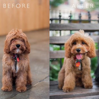 Doggy Style - I couldn't be happier with this groom! Spoon (3 months old here) just had his first EVER grooming at Doggystyle. HE LOOKS AWESOME! Thanks!! - Pet Stores Near Me - New York, New York Doggy Style - I couldn't be happier with this groom! Spoon (3 months old here) just had his first EVER grooming at Doggystyle. HE LOOKS AWESOME! Thanks!! - Pet Stores Near Me - New York, New York