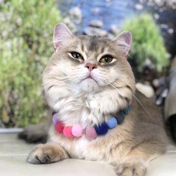 Pro Pet Club - Pet Groomers Near Me - La Habra, California