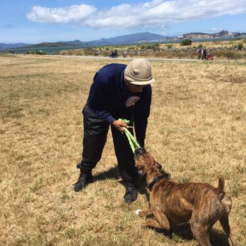 K-9 Behave - Pet Training Near Me