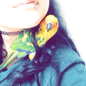 Laredo Exotic Birds N More - Pet Stores Near Me - Laredo, Texas Laredo Exotic Birds N More - Pet Stores Near Me - Laredo, Texas