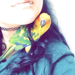 Laredo Exotic Birds N More