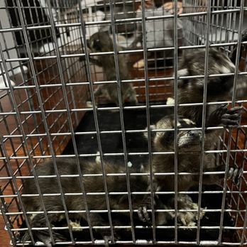 Running Wild Wildlife Removal - Here's the babies. - Wildlife Control Near Me Running Wild Wildlife Removal - Here's the babies. - Wildlife Control Near Me