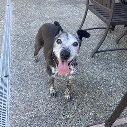 Happy Tails Urgent Care
