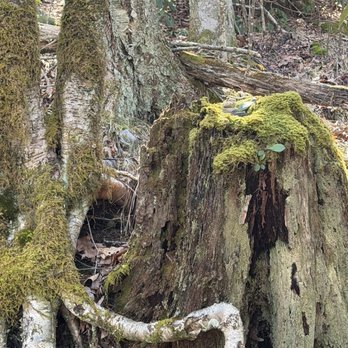 Whiteside Mountain Trail - Hiking Near Me - Highlands, North Carolina