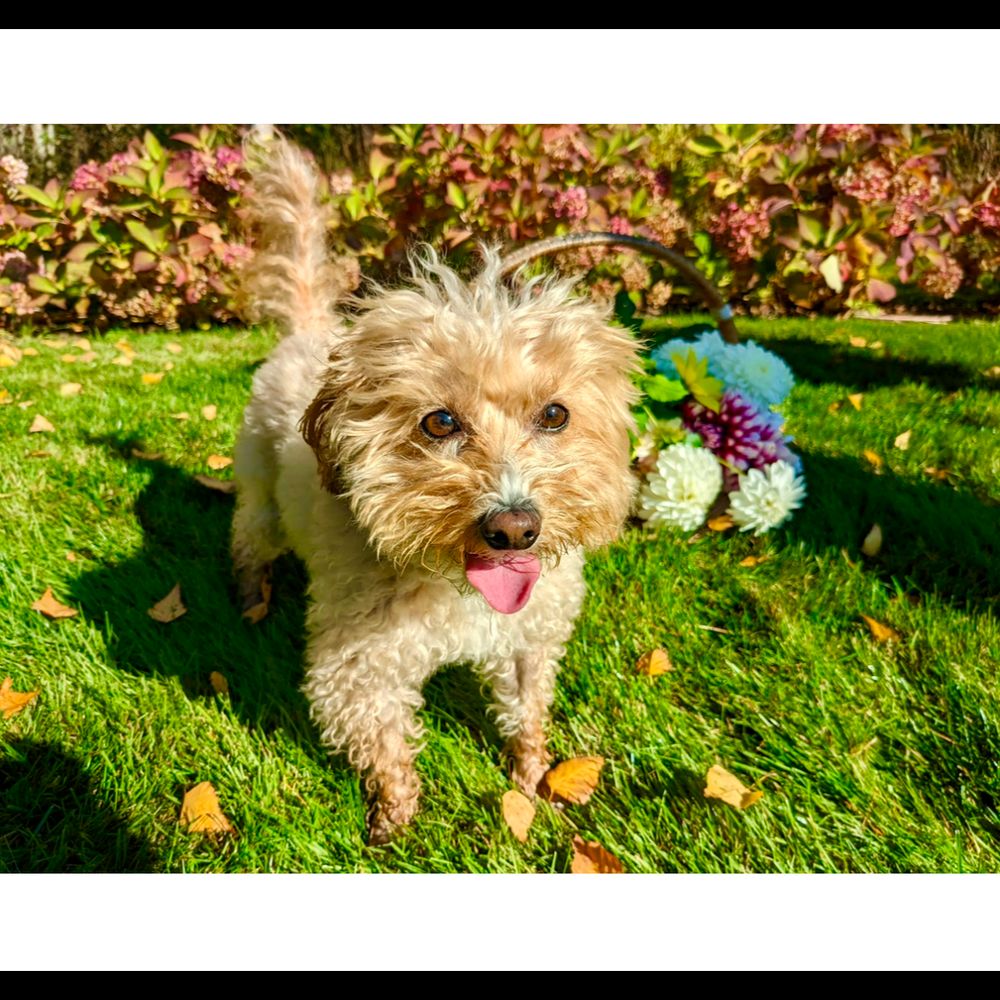 Puppy's Playpen - Photo of Lilly after visiting her regular groomer in Maine. Same photo provided to Puppy's Playpen to match style. - Pet Groomers Near Me - Overland Park, Kansas Puppy's Playpen - Photo of Lilly after visiting her regular groomer in Maine. Same photo provided to Puppy's Playpen to match style. - Pet Groomers Near Me - Overland Park, Kansas