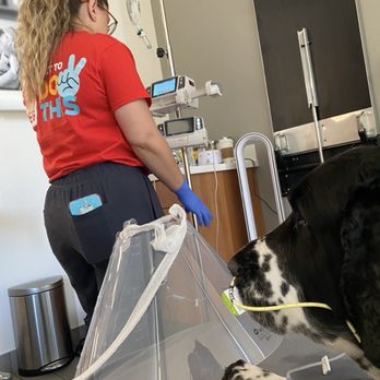 Veterinary Emergency Group - Nurse Talar and Yogi in our private room - Emergency Pet Hospital Near Me - Henderson, Nevada Veterinary Emergency Group - Nurse Talar and Yogi in our private room - Emergency Pet Hospital Near Me - Henderson, Nevada