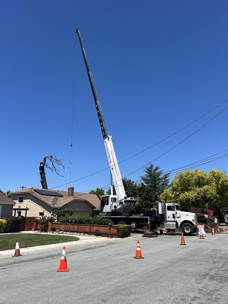 Commercial Tree Care - tree service in San Jose, CA