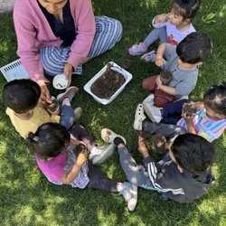 Planting sunflowers