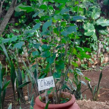 Pueblo Maya - If you get a chance you must order the Chaya Tea - Mexican Near Me - Pisté, YUC Pueblo Maya - If you get a chance you must order the Chaya Tea - Mexican Near Me - Pisté, YUC