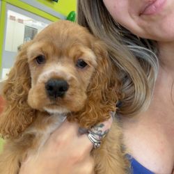 Petland Jacksonville
