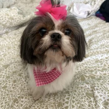 Top Dog Grooming - Pet Groomers Near Me - Katy, Texas