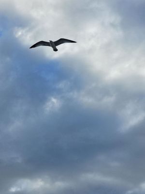 Coligny Beach Park by null