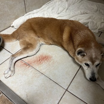 Dr. Phillips Vet Clinic - A clients animal that the doctor didn't care about - Pet Services Near Me - Orlando, Florida Dr. Phillips Vet Clinic - A clients animal that the doctor didn't care about - Pet Services Near Me - Orlando, Florida