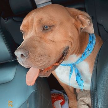 Perky Pooch - So fresh & so clean! - Pet Groomers Near Me - Victorville, California Perky Pooch - So fresh & so clean! - Pet Groomers Near Me - Victorville, California