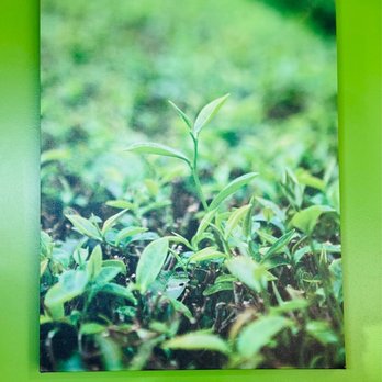 Tastea - Tastea's premium pledge - Coffee & Tea Near Me - Sacramento, California Tastea - Tastea's premium pledge - Coffee & Tea Near Me - Sacramento, California