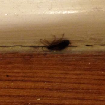 The Encore Apartments - Another roach in the living room. - Apartments Near Me - Sherman Oaks, California The Encore Apartments - Another roach in the living room. - Apartments Near Me - Sherman Oaks, California