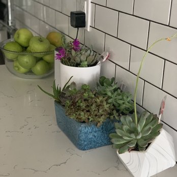 SUCCS FOR YOU LA - Succulents from Succs for you LA - Florists Near Me