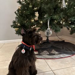 Woof Gang Bakery Maguire - Messi