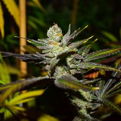 Original Cannabis Growers - Grown Locally On Location.