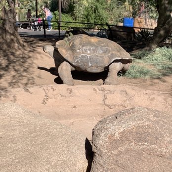 Phoenix Zoo - Tortoise - Zoos Near Me - Phoenix, Arizona Phoenix Zoo - Tortoise - Zoos Near Me - Phoenix, Arizona