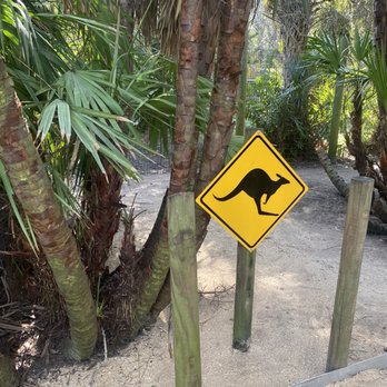 Brevard Zoo - Kangaroo exhibit - Zoos Near Me - Melbourne, Florida Brevard Zoo - Kangaroo exhibit - Zoos Near Me - Melbourne, Florida