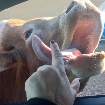 Cherokee Trace Drive Thru Safari - Parks Near Me - Jacksonville, Texas