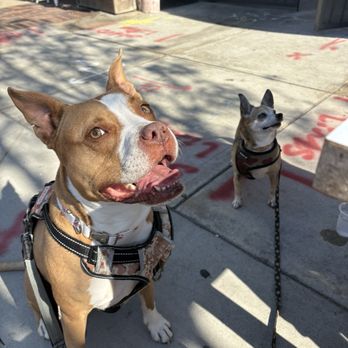 Sonoratown - Dogs enjoying the patio @yassiG - Tacos Near Me - Long Beach, California Sonoratown - Dogs enjoying the patio @yassiG - Tacos Near Me - Long Beach, California