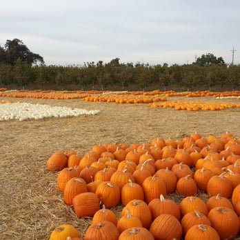 Jacobs Farms - Pumpkin Patches Near Me - San Jose, California Jacobs Farms - Pumpkin Patches Near Me - San Jose, California