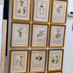 Tresorie - American botanical flowers are all framed in hand painted French mats and gold frame.