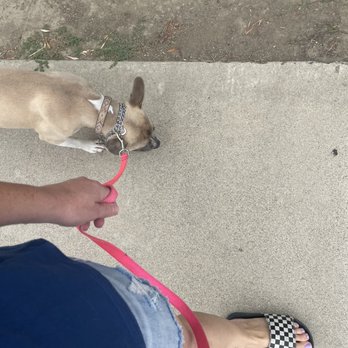Doggie Do Pet Services - Walking without pulling! Before training she would have been walking ahead pulling and barking at people and dogs. - Pet Sitting Near Me Doggie Do Pet Services - Walking without pulling! Before training she would have been walking ahead pulling and barking at people and dogs. - Pet Sitting Near Me