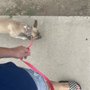 Photo of Doggie Do Pet Services