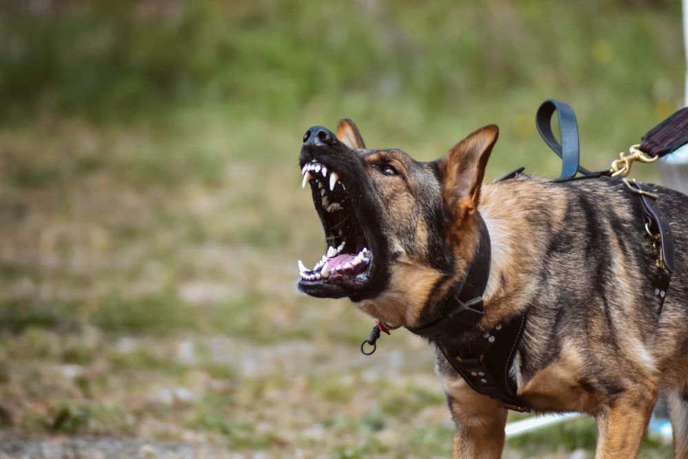 K9 Ethix - pet boarding facility in Durham, CT