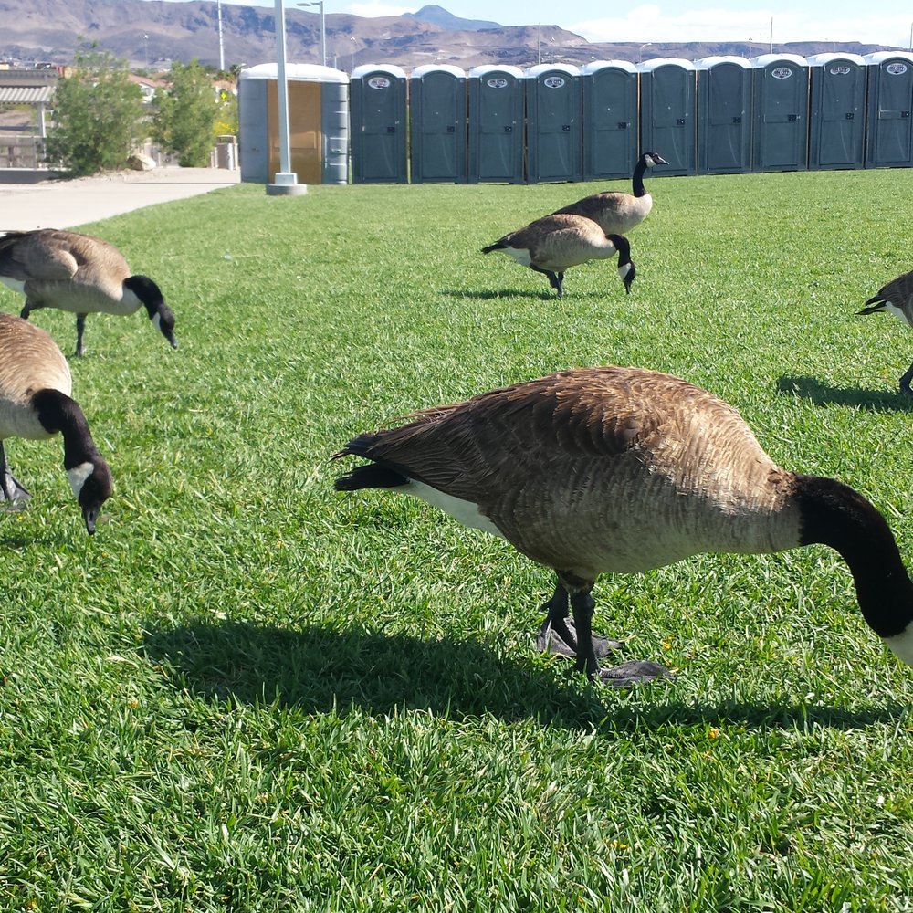 Cornerstone Park - These geese are doing just fine...they don't need any human handouts! - Lakes Near Me - Henderson, Nevada