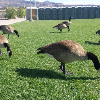 Cornerstone Park - These geese are doing just fine...they don't need any human handouts! - Lakes Near Me - Henderson, Nevada Cornerstone Park - These geese are doing just fine...they don't need any human handouts! - Lakes Near Me - Henderson, Nevada