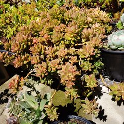 Waratuke Nursery and Gardening Services