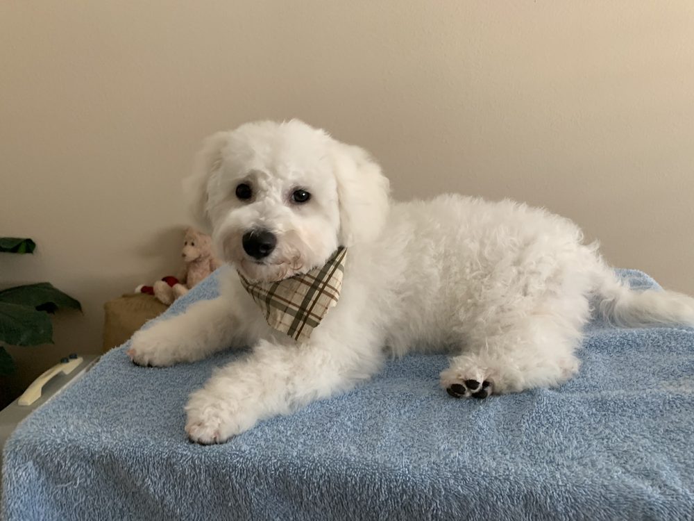 Q PET GROOMING Updated July 2024 130 Photos & 74 Reviews 2665 E