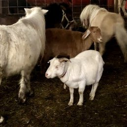 Petting zoo
