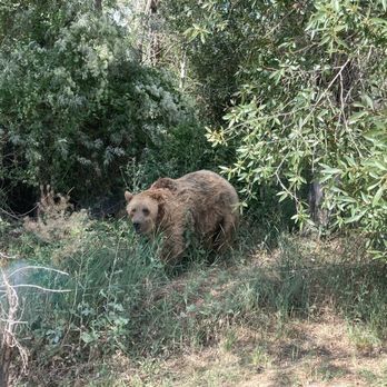 Yellowstone Bear World - Zoos Near Me - Rexburg, Idaho Yellowstone Bear World - Zoos Near Me - Rexburg, Idaho