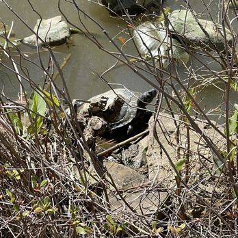 Glencairn Garden - Turtle - Botanical Gardens Near Me - Rock Hill, South Carolina Glencairn Garden - Turtle - Botanical Gardens Near Me - Rock Hill, South Carolina