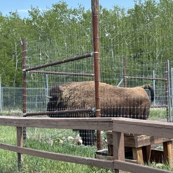 Yellowstone Wildlife Sanctuary - This is Luna the American bison - Zoos Near Me - Red Lodge, Montana Yellowstone Wildlife Sanctuary - This is Luna the American bison - Zoos Near Me - Red Lodge, Montana